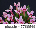 ブバリア 7766649