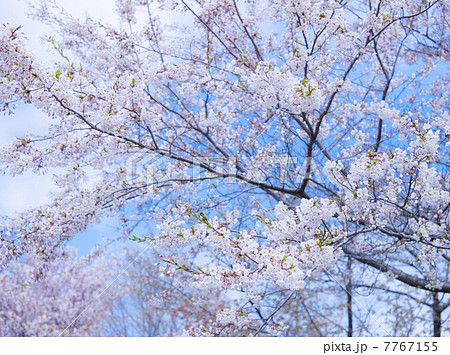 桜（特殊撮影） 7767155