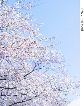 桜(特殊撮影) 桜(特殊撮影) 7767156