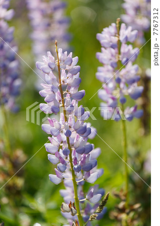 Wild lupines 7767312