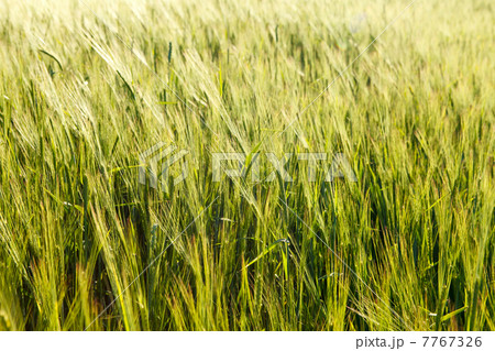 Green wheat on a field 7767326