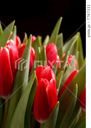 beautiful tulips beautiful tulips 7767331