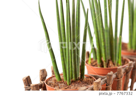 plants in the basket plants in the basket 7767332