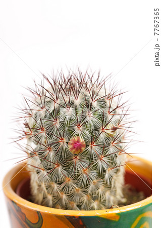 cactus flowers 7767365