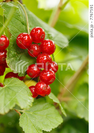 Red currant 7767591