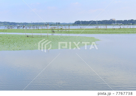 印旛沼 印旛沼 7767738