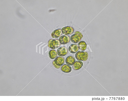 ユードリナ 7767880