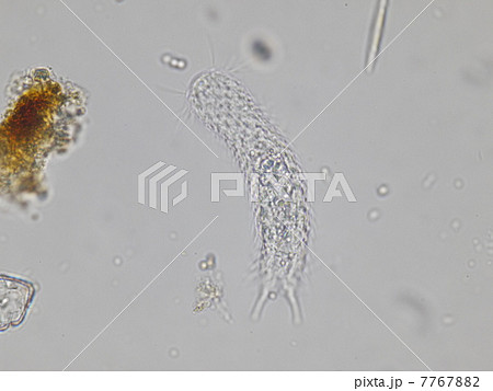 イタチムシ 7767882