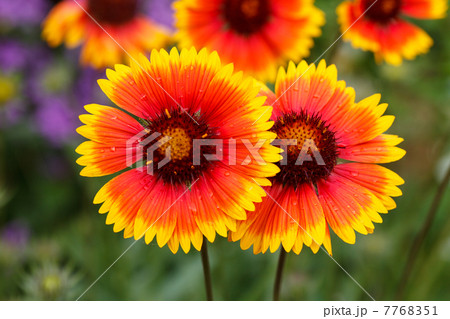Nice flowers 7768351