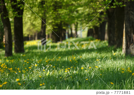 beautiful park beautiful park 7771881