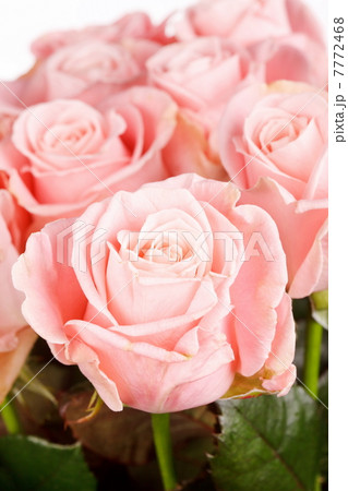 beautiful roses 7772468