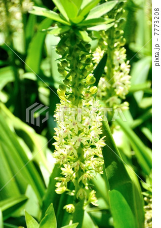 パイナップルリリー 7773208