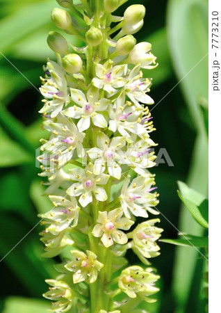 パイナップルリリー 7773210