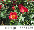 カクテル・薔薇 7773426