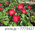 カクテル・薔薇 7773427