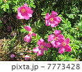 ピンクの薔薇 7773428