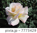 白い薔薇 7773429