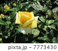 黄色い薔薇 7773430
