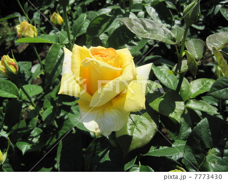 黄色い薔薇 黄色い薔薇 7773430