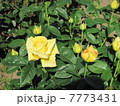 黄色い薔薇 7773431