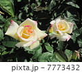 白い薔薇 7773432