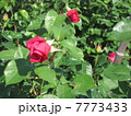 赤い薔薇 7773433