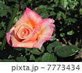 オレンジとピンクの薔薇 7773434