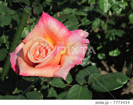 オレンジとピンクの薔薇 オレンジとピンクの薔薇 7773434