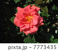 ピンクの薔薇 7773435