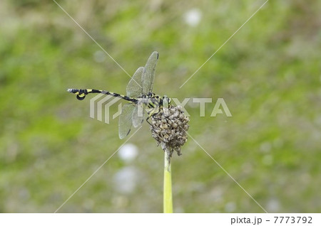 葱坊主の先に止まるウチワトンボ 葱坊主の先に止まるウチワトンボ 7773792