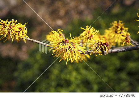 シナマンサク シナマンサク 7773946