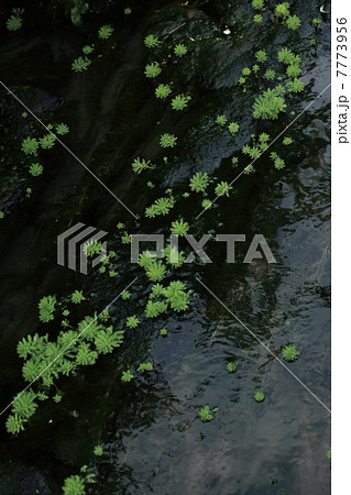 オオフサモ 7773956