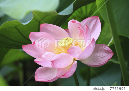 蓮の花 7773995