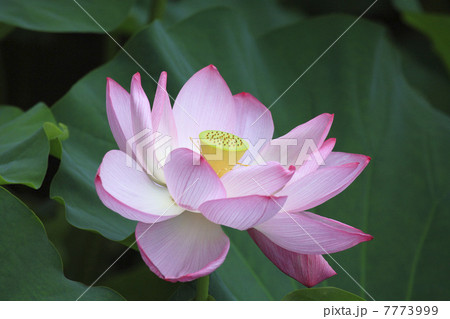 蓮の花 7773999