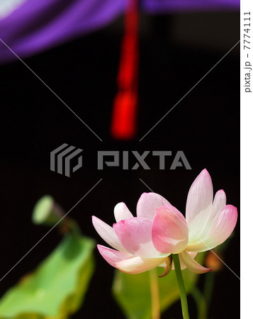 勧修寺の蓮の花 勧修寺の蓮の花 7774111