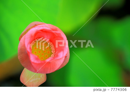 蓮の花を上から覗く 7774306