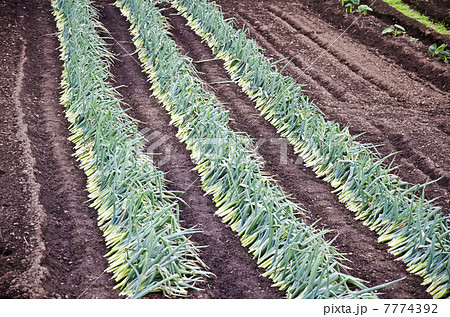 仙台曲がりネギ栽培 7774392