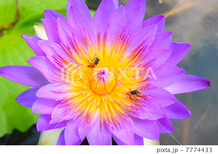 Beautiful violet water lilies Beautiful violet water lilies 7774433