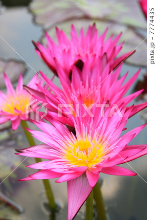 Nice pink water lilies Nice pink water lilies 7774435