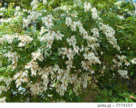 アセビの花 7774557