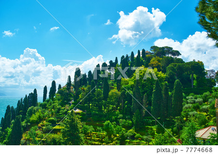 Cypress hill near Portofino village Cypress hill near Portofino village 7774668