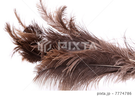 End feather duster End feather duster 7774786