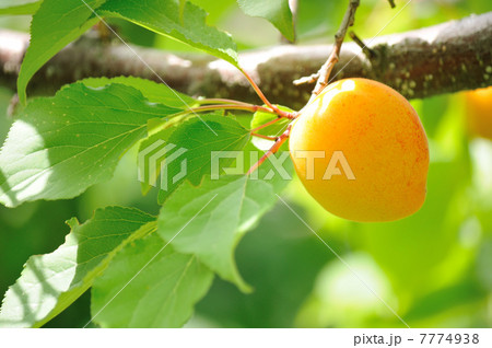 @あんず @あんず 7774938