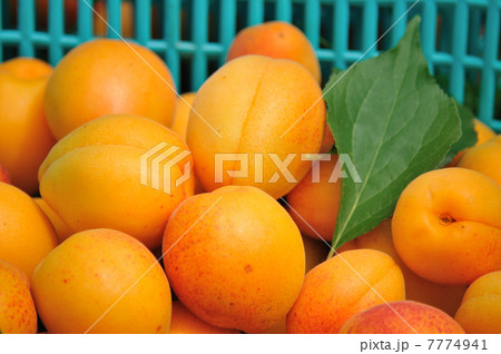 ＠あんず 7774941