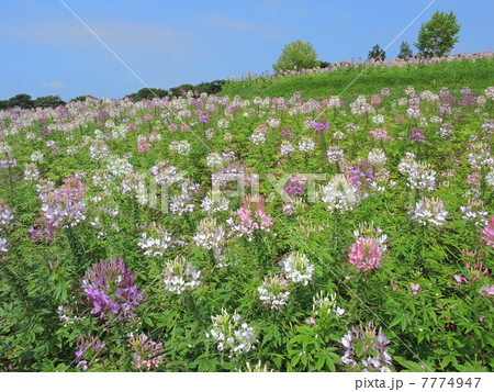 あわじ花さじきのクレオメ 7774947
