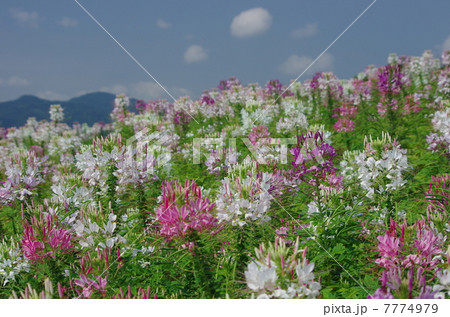 あわじ花さじきのクレオメ 7774979