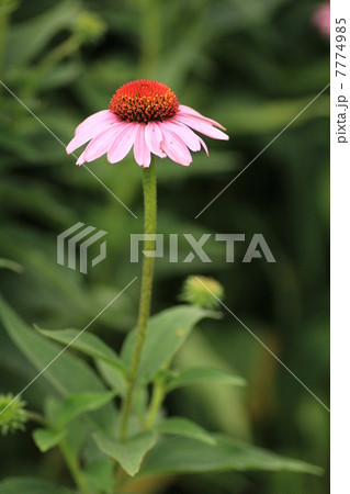 万博記念公園・夏の花八景のエキナセア 万博記念公園・夏の花八景のエキナセア 7774985