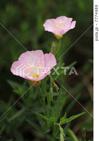 万博記念公園・夏の花八景の昼咲月見草（ヒルサキツキミソウ） 7774989