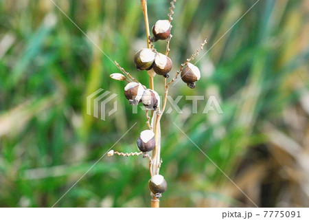 ミズカンナ果実 7775091