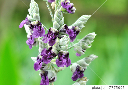 ミズカンナ 7775095